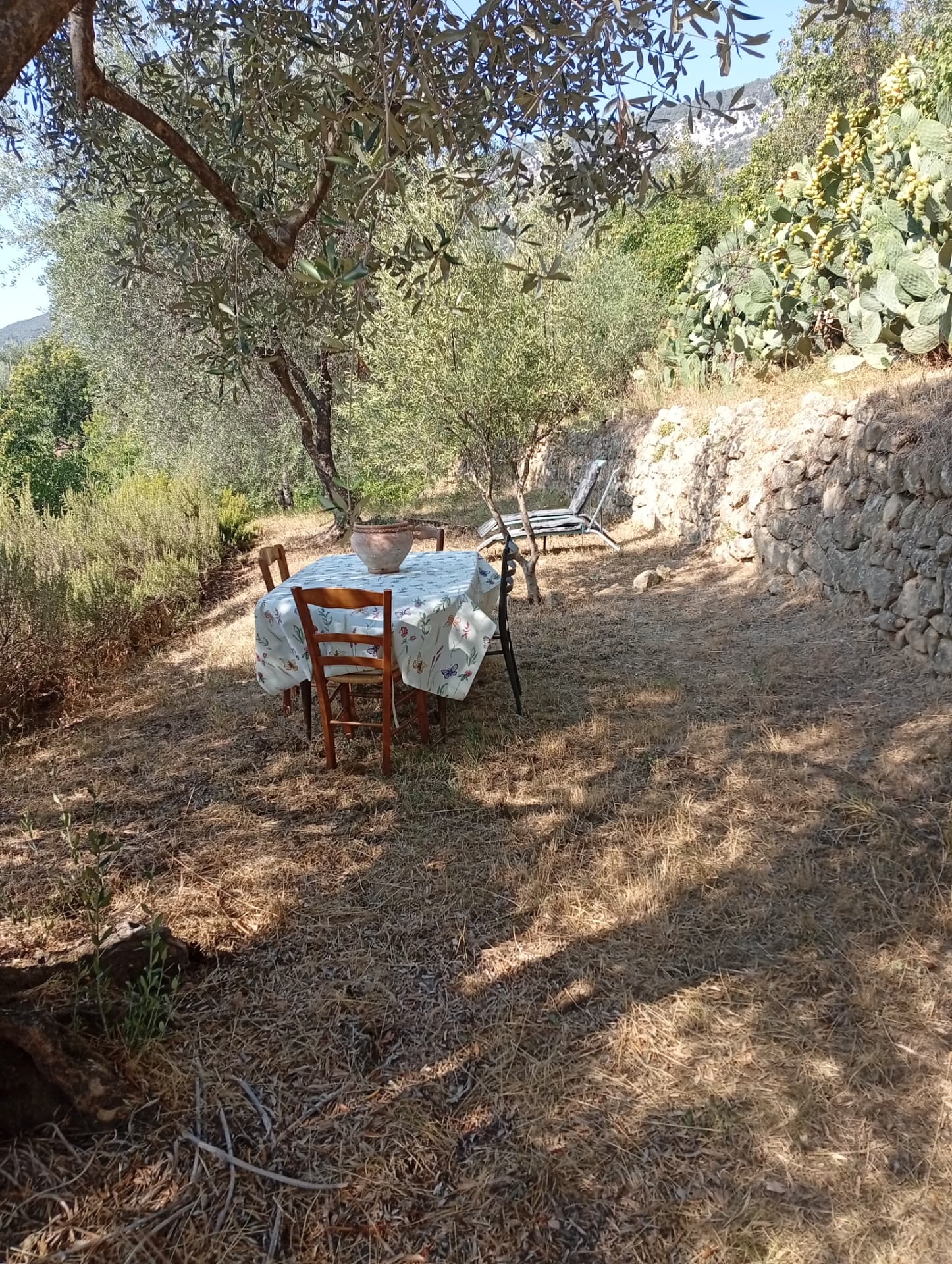 Table dressée et chaises longues sous les oliviers