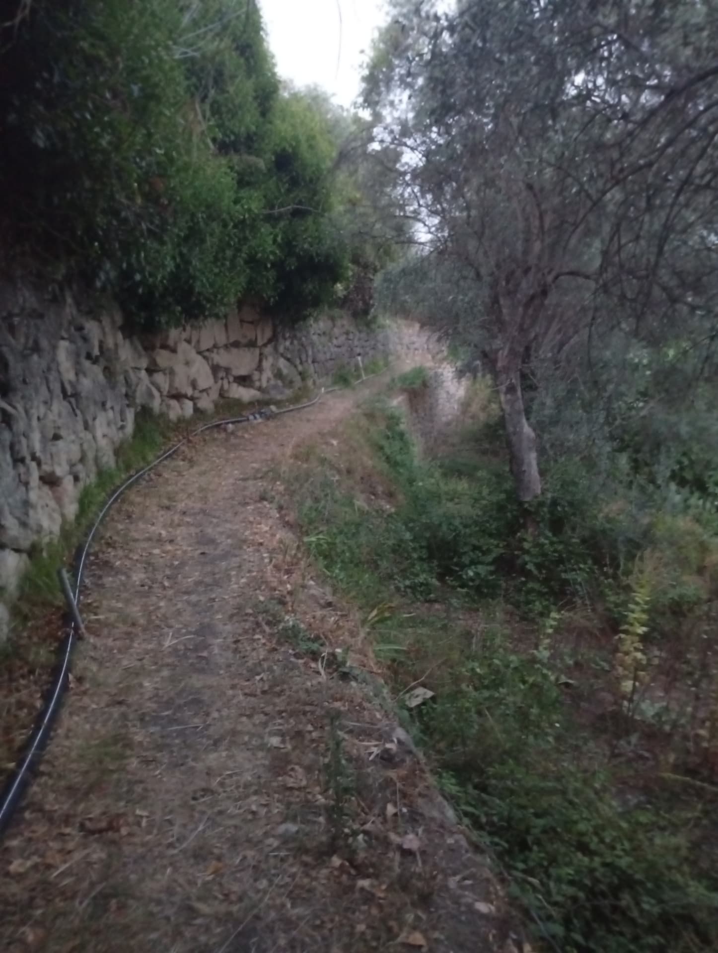 Chemin de terre bordé de murs en pierre sèche et d'oliviers
