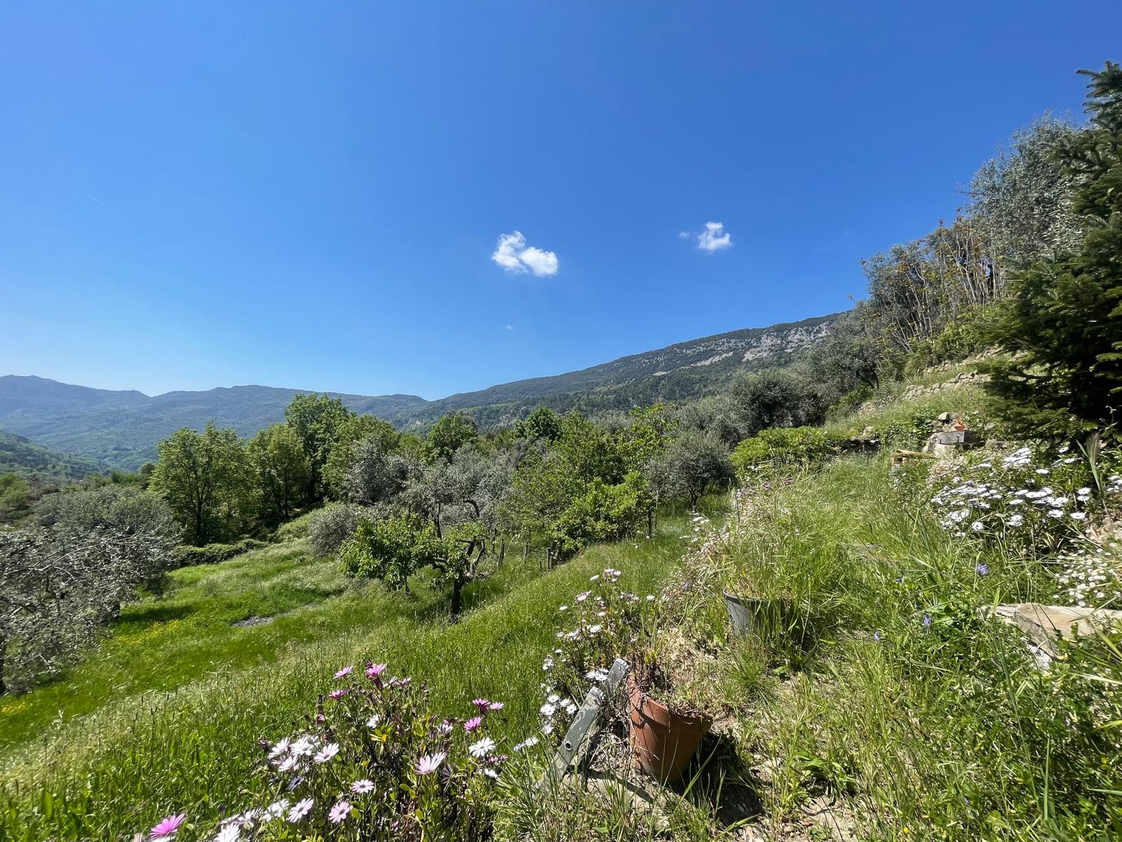 Prairie fleurie et panorama montagneux