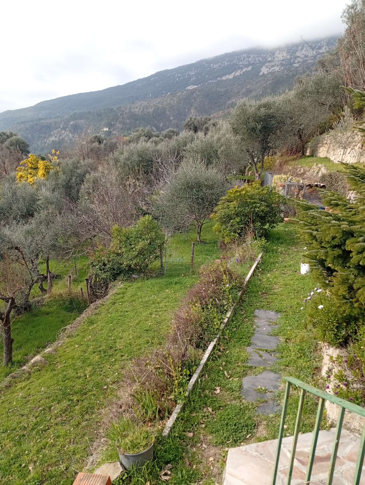 Jardin et oliveraie avec vue sur les collines